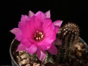 Flower of mother plant